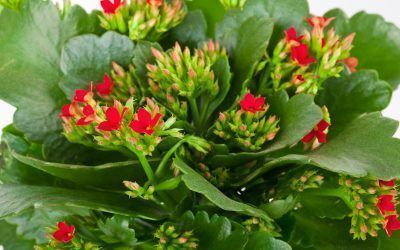Las mejores plantas de interior